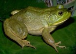 Bull Frog