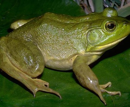 Bull Frog