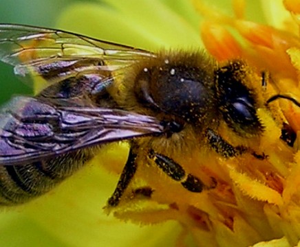 Pollinators