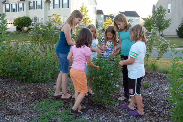 Blooming Perennials