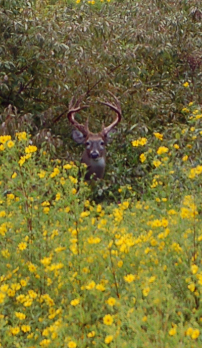 Buck