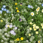 grassalternative