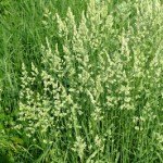 meadow