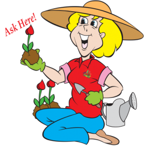 Ask the Expert
