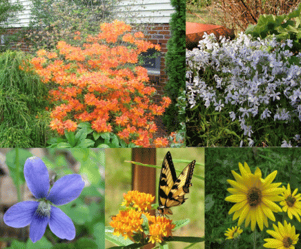 Butterfly Garden