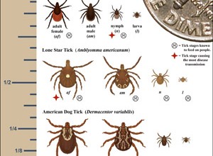 newTick ID Chart