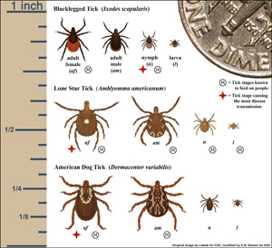 newTick ID Chart