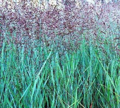Switch Grass