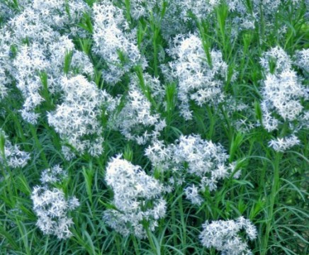 Amsonia Hubrectii
