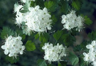 ninebark