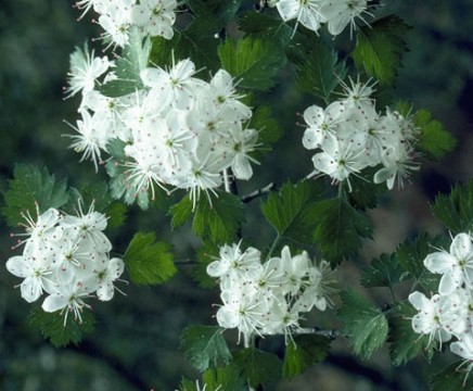 ninebark