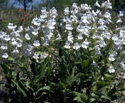 Penstemon