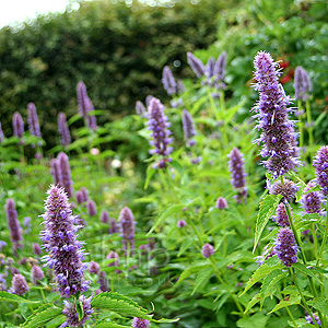lavender hyssop