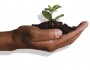 Compost